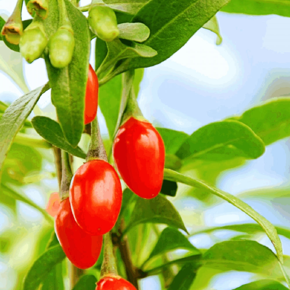 Goji, Lycium Barbarum