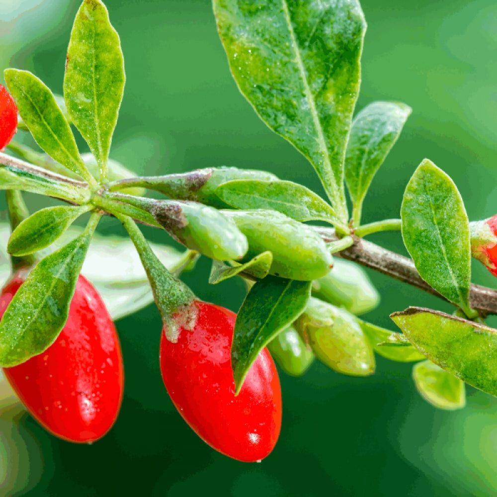 Goji, Lycium Barbarum