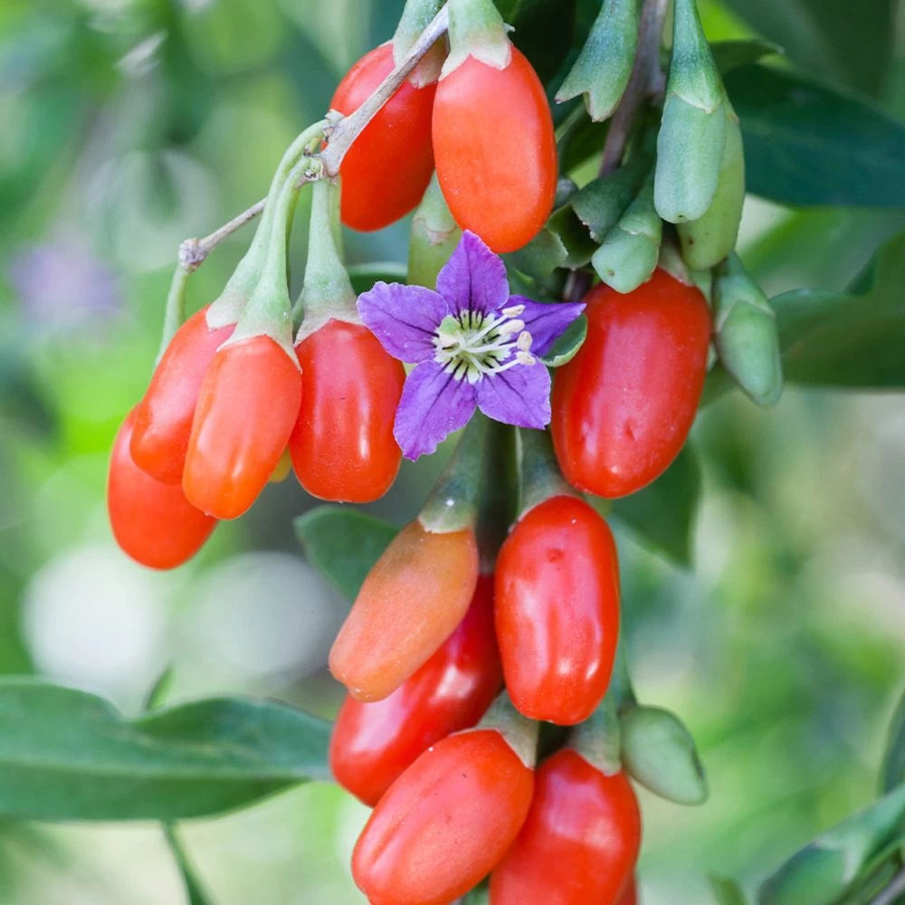 Goji, Lycium Barbarum