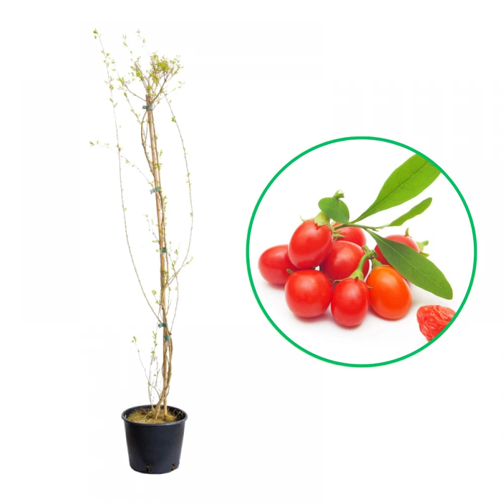 Goji, Lycium Barbarum