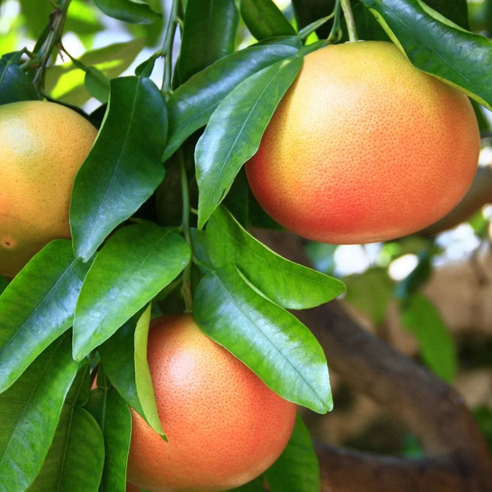 Grepfruit, Citrus Paradisi Pompelmo