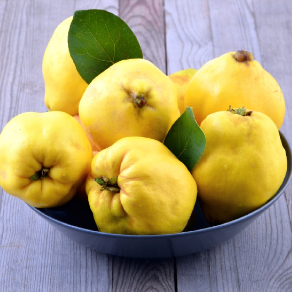 Gutui Champion, Cydonia Oblonga