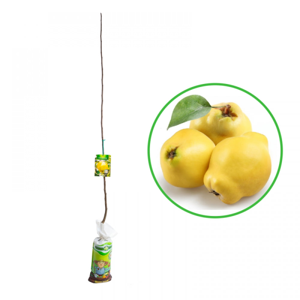 Gutui Champion, Cydonia Oblonga