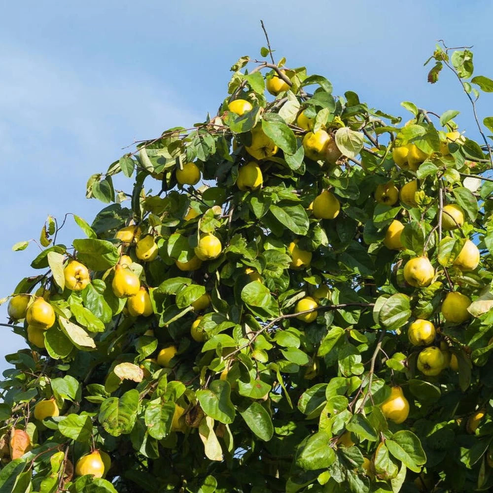 Gutui, Cydonia Oblonga Pero Cotogno