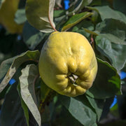 Gutui, Cydonia Oblonga Pero Cotogno