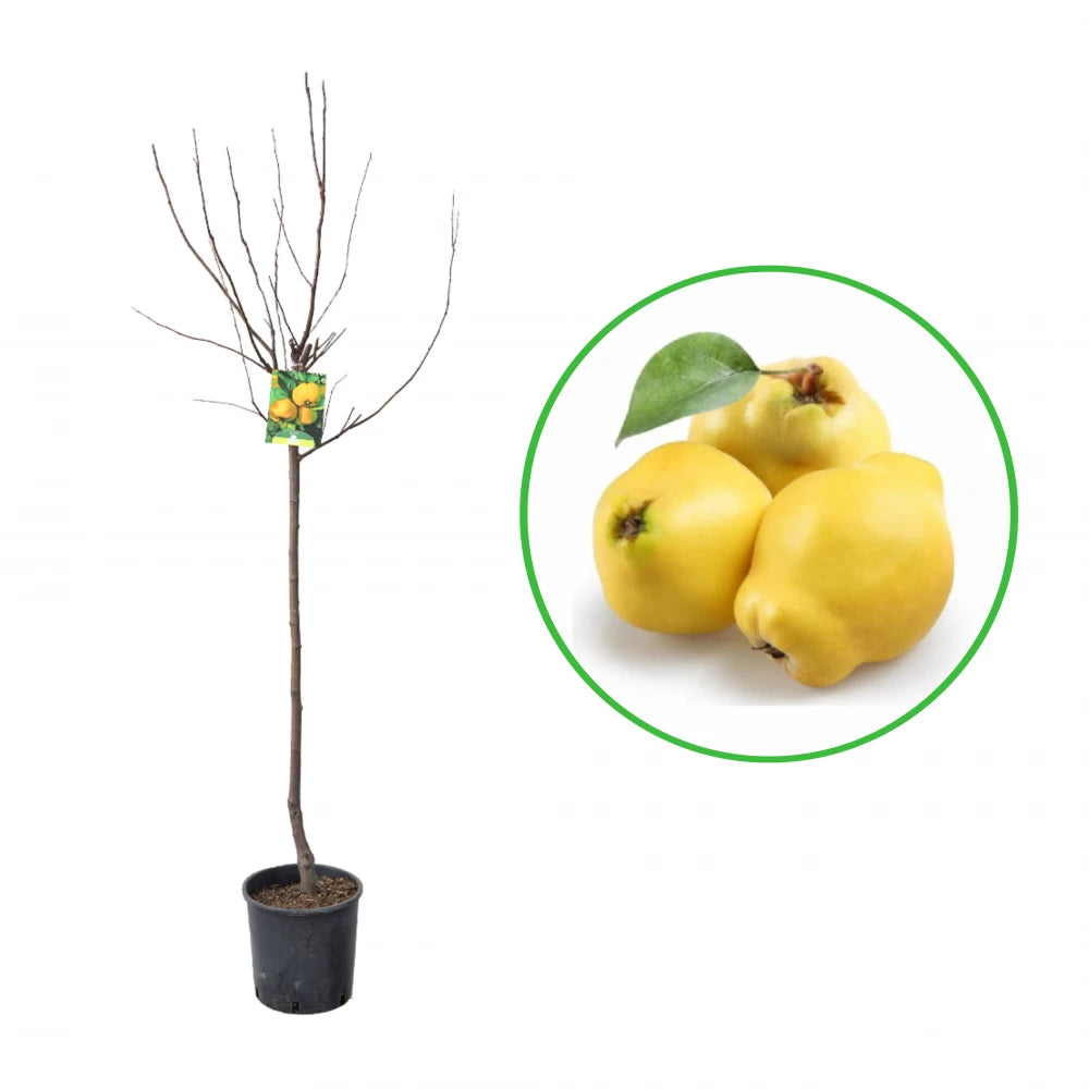 Gutui, Cydonia Oblonga Pero Cotogno