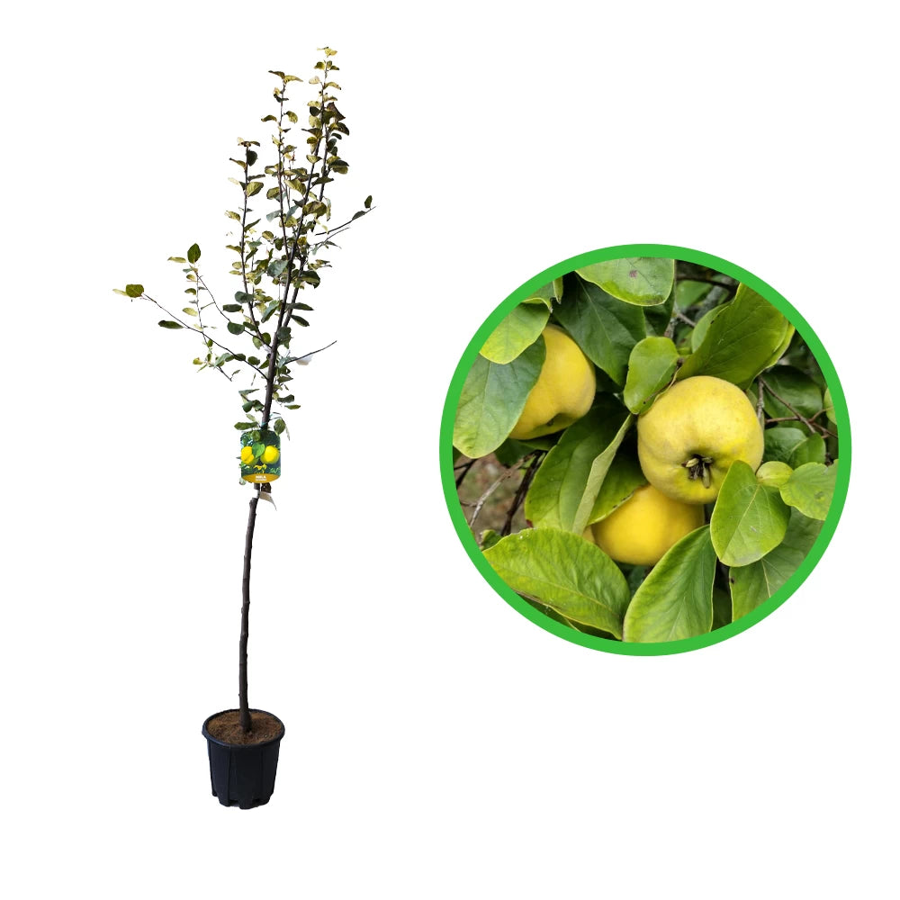 Gutui Maliformis, Cydonia Oblonga Melo Cotogno