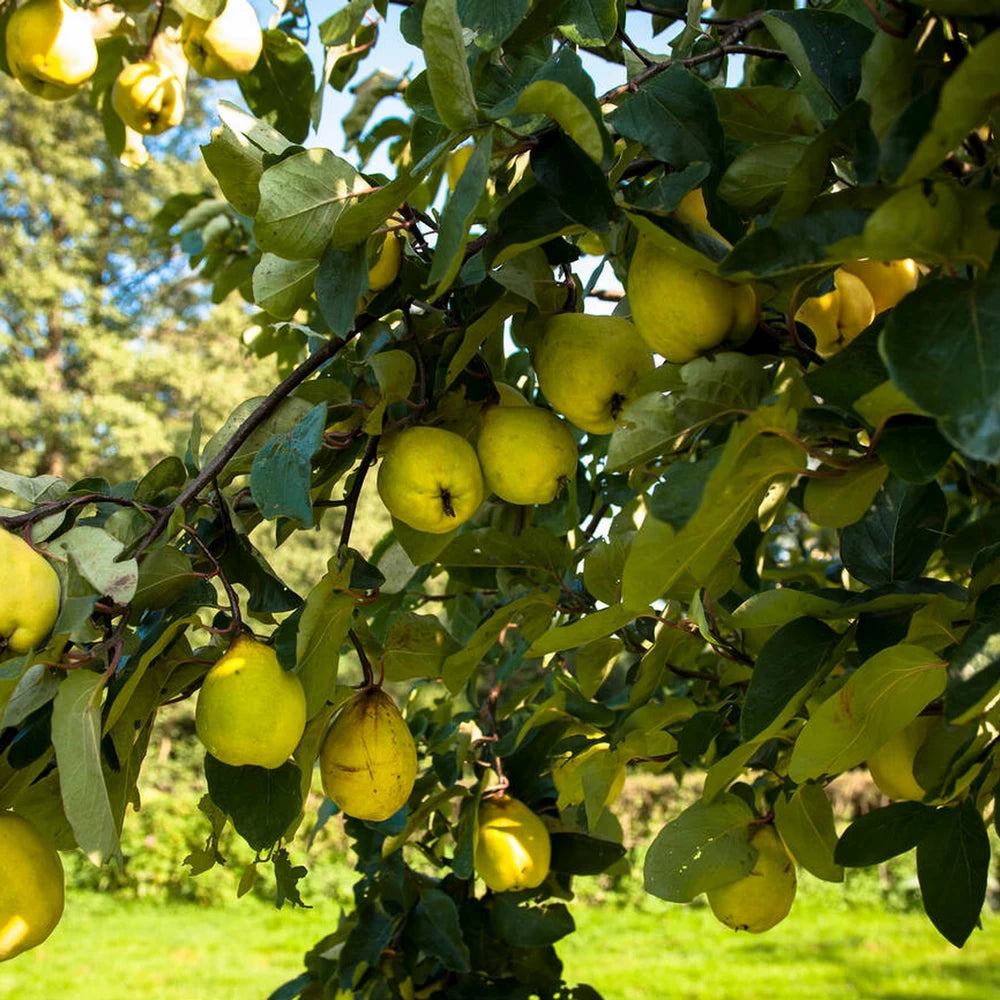 Gutui Maliformis, Cydonia Oblonga Melo Cotogno
