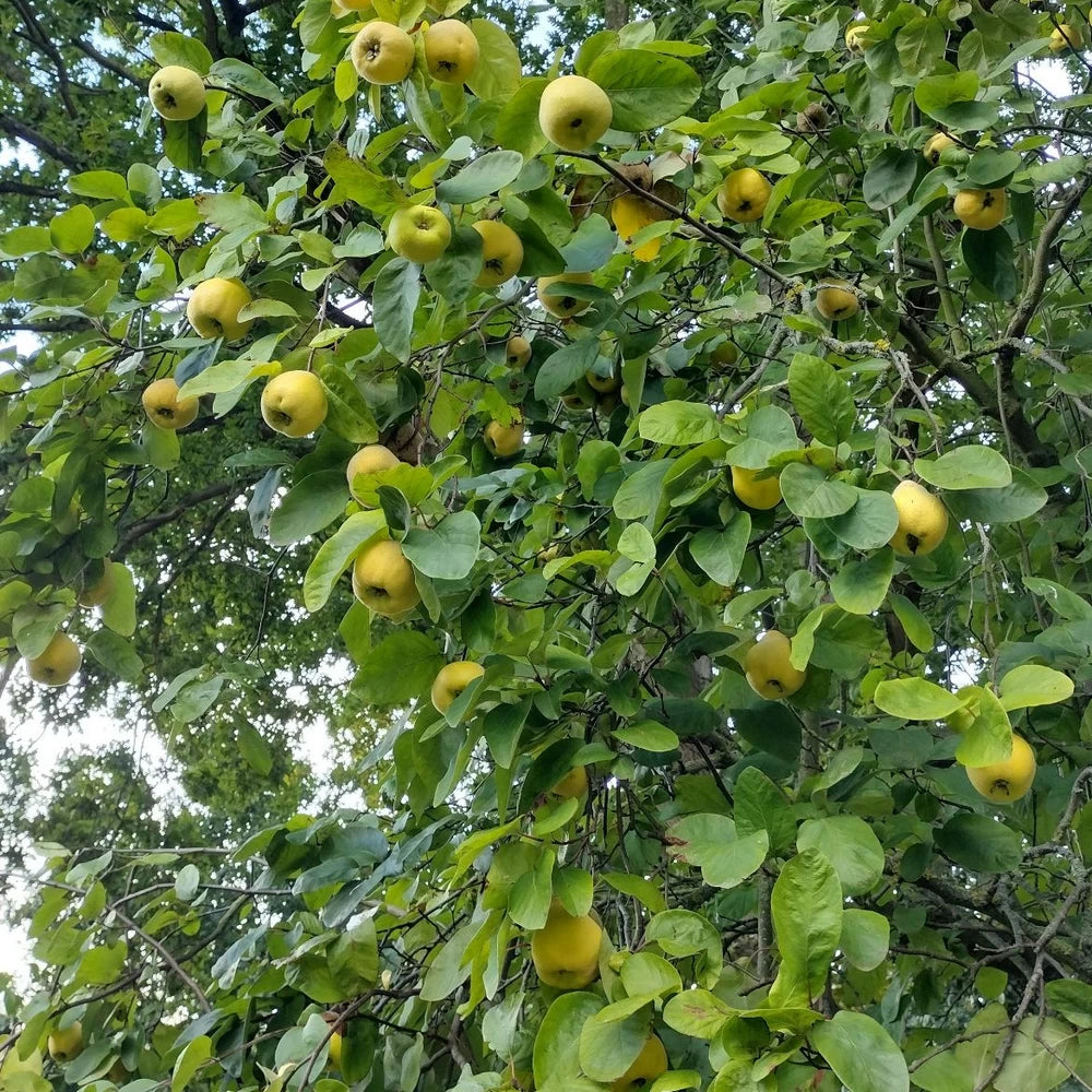 Gutui Maliformis, Cydonia Oblonga Melo Cotogno