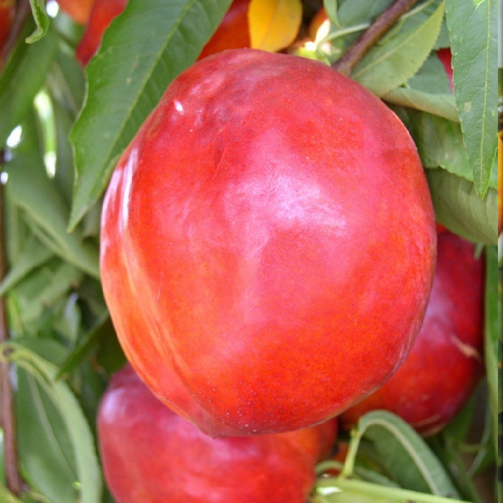 Nectarin Caldesi 2000, Prunus Persica var. Nucipersica