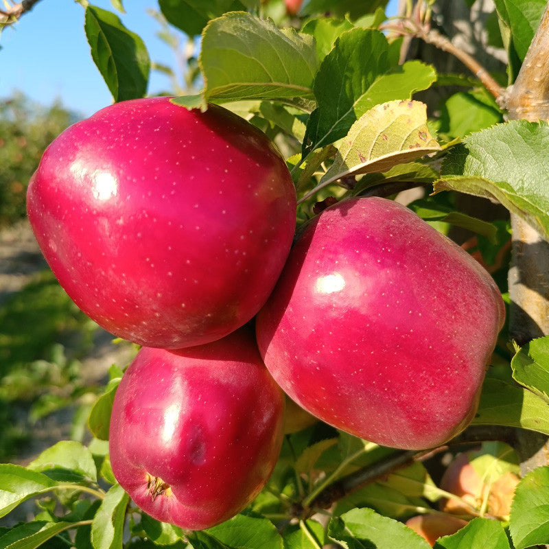 Mar Ligol, Malus Domestica