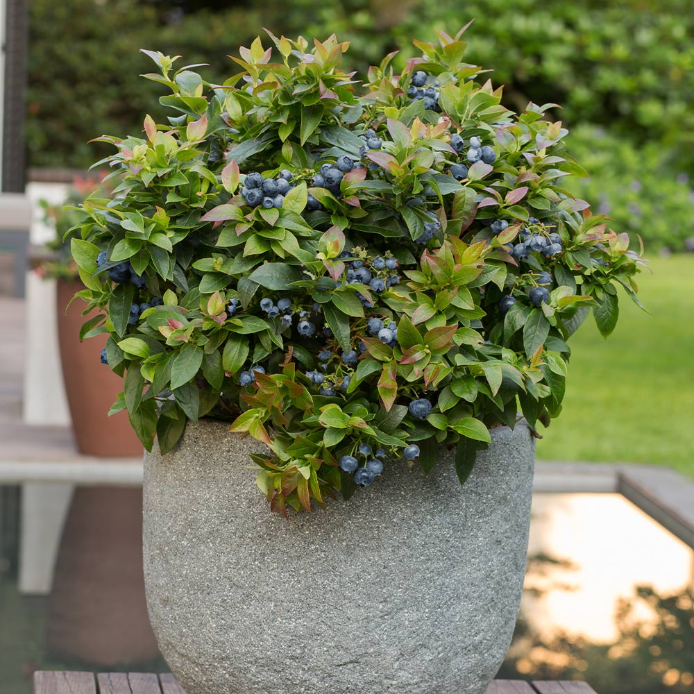 Afin Spartan, Vaccinium Corymbosum Spartan