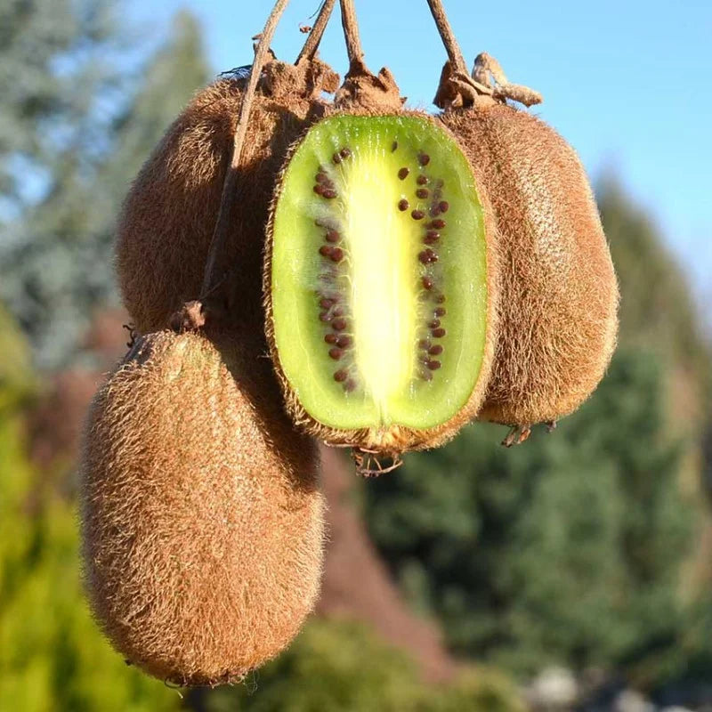 Kiwi Jenny, Actinidia Deliciosa, autofertil