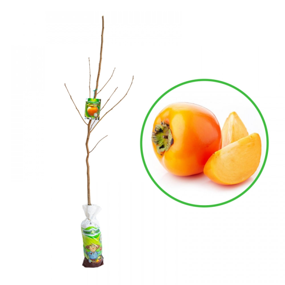 Kaki, Diospyros Kaki