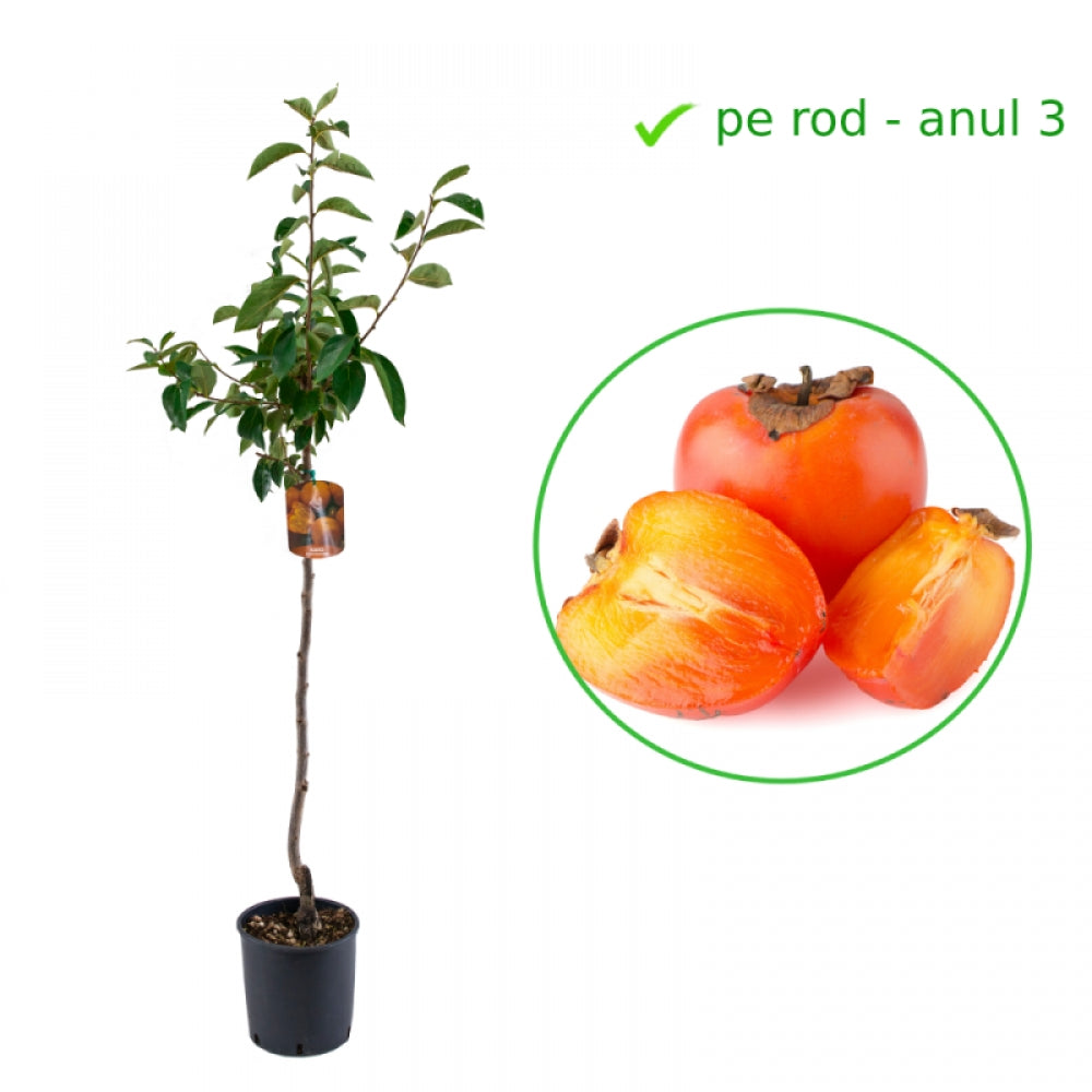 Kaki Cioccolatino, Diospyros Kaki