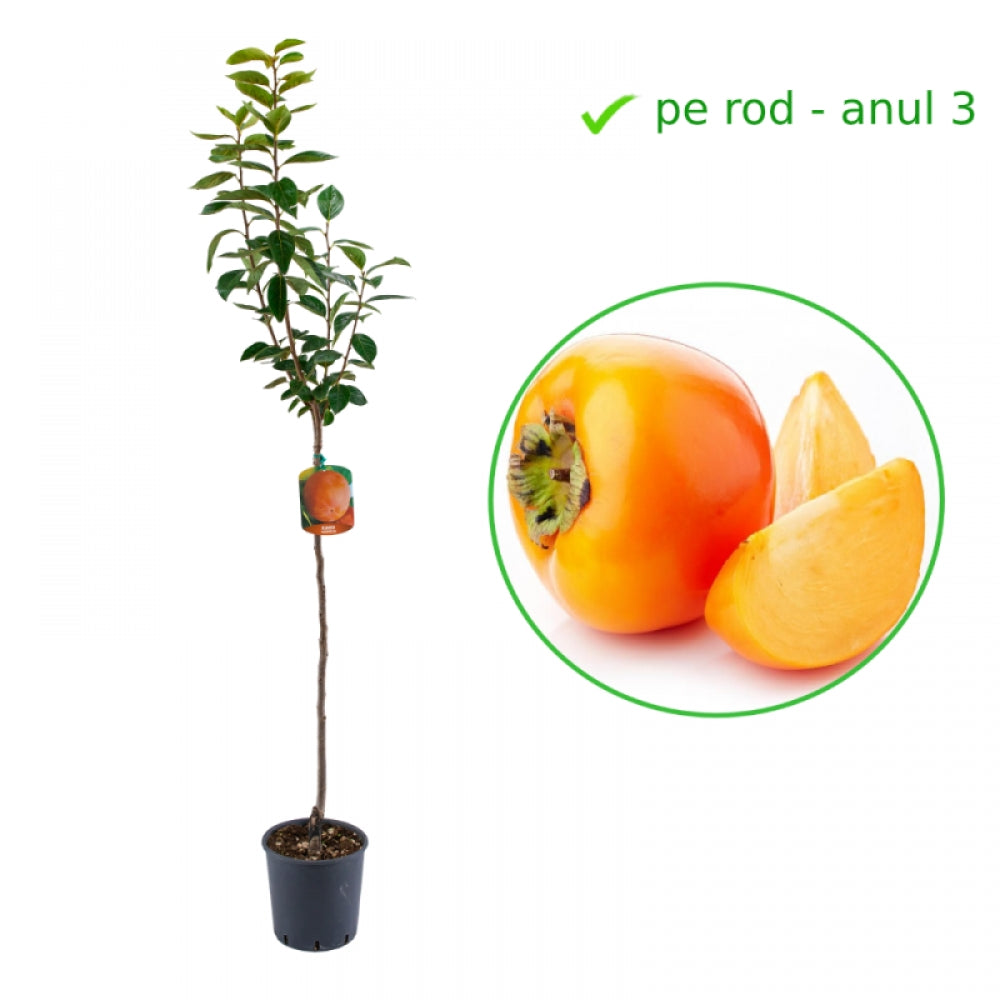 Kaki Vaniglia, Diospyros Kaki