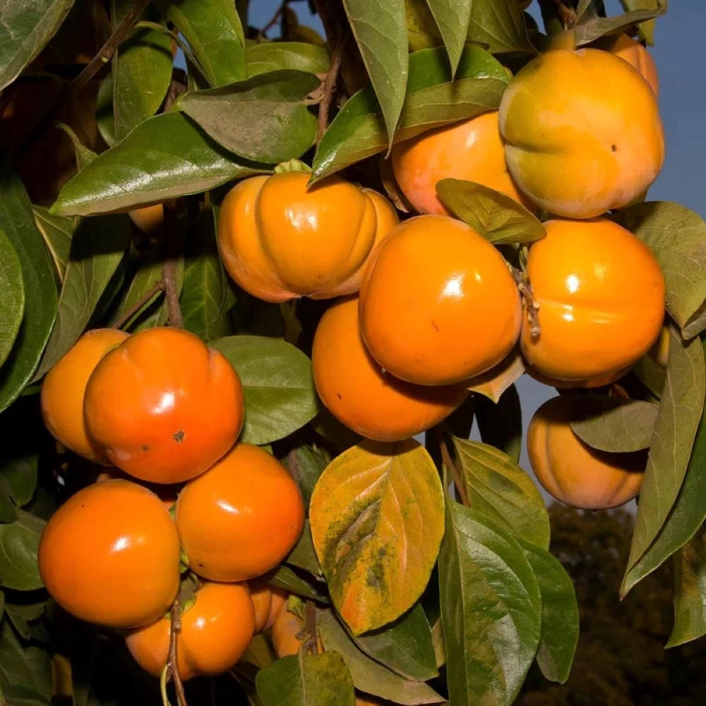 Kaki Jiro, Diospyros Kaki