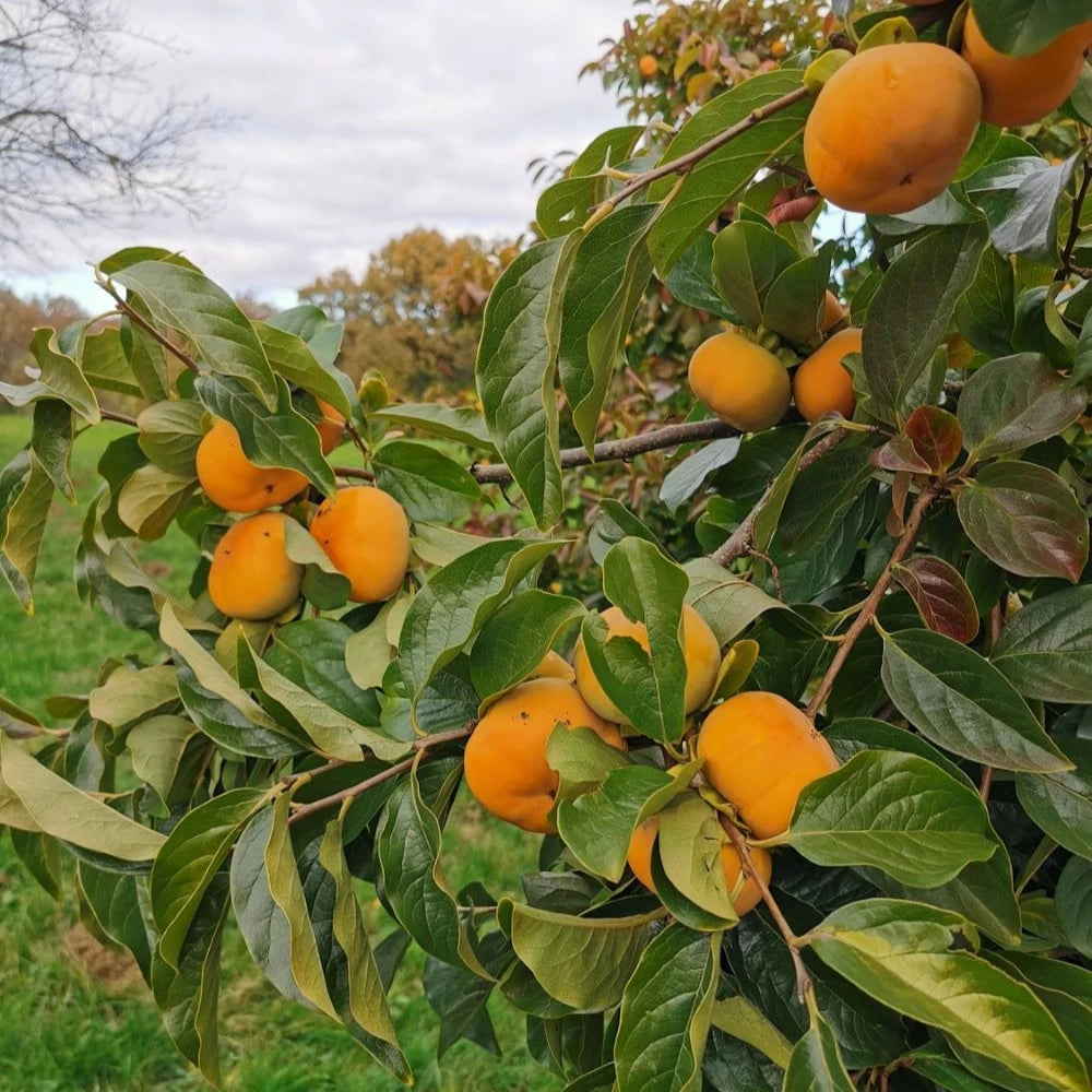 Kaki Jiro, Diospyros Kaki