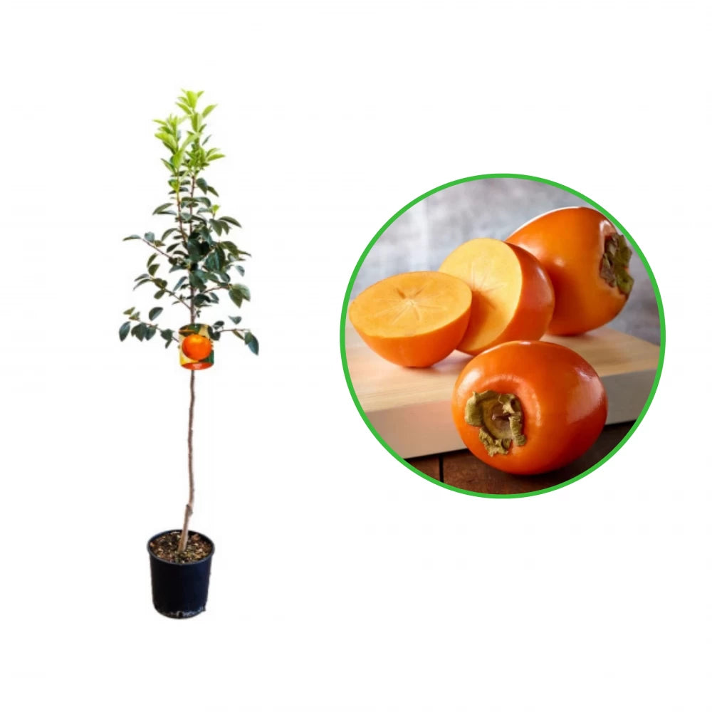 Kaki Mela, Diospyros Kaki