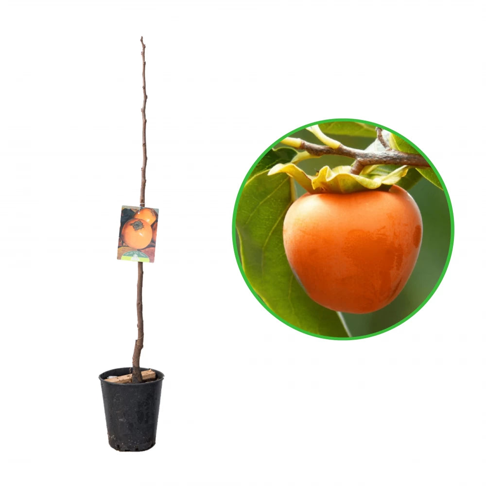 Kaki Rango, Diospyros Kaki