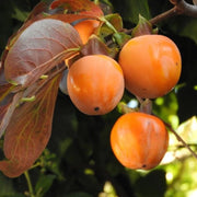 Kaki Rojo Brillante, Diospyros Kaki