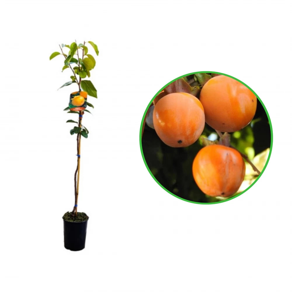 Kaki Rojo Brillante, Diospyros Kaki