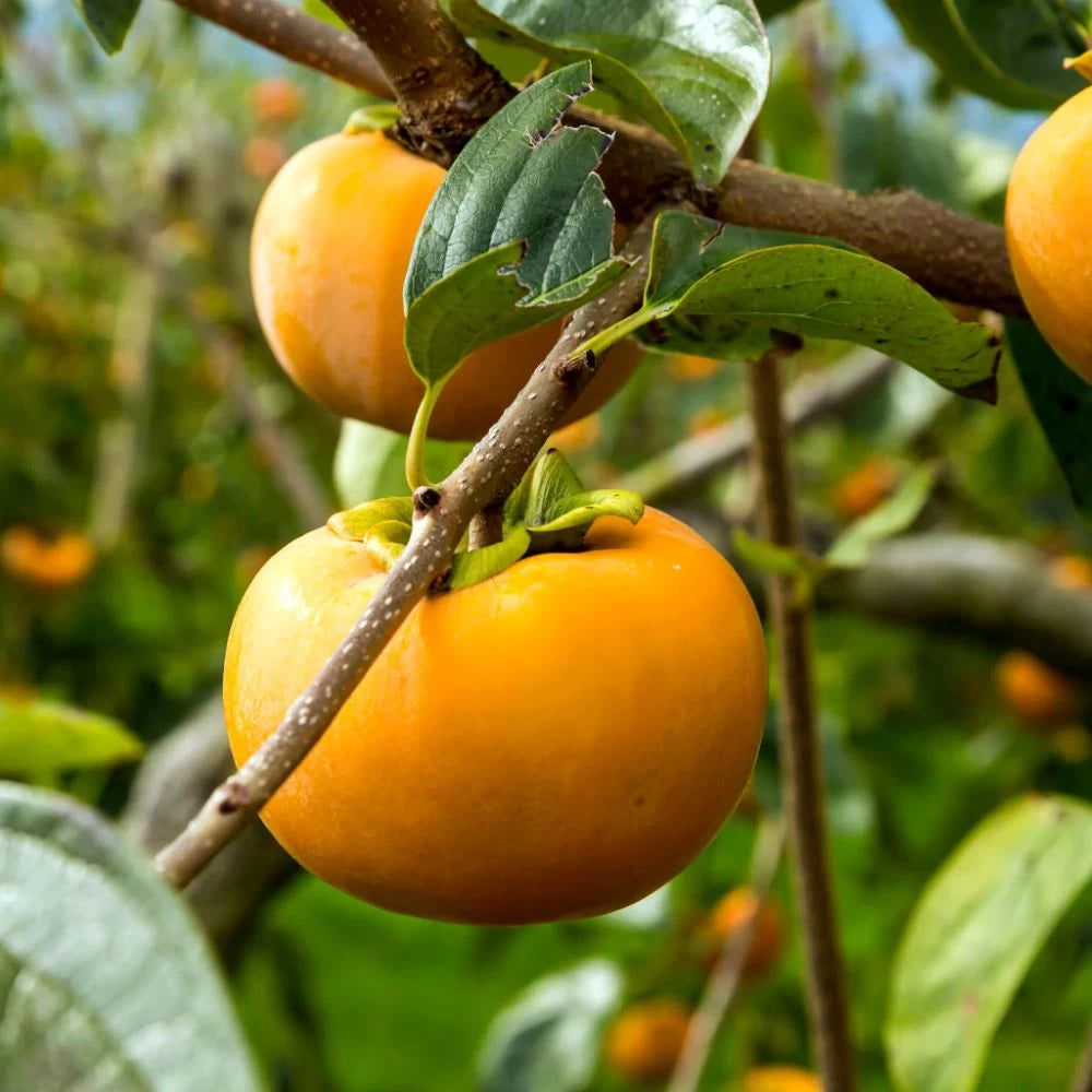 Kaki Tipo, Diospyros Kaki