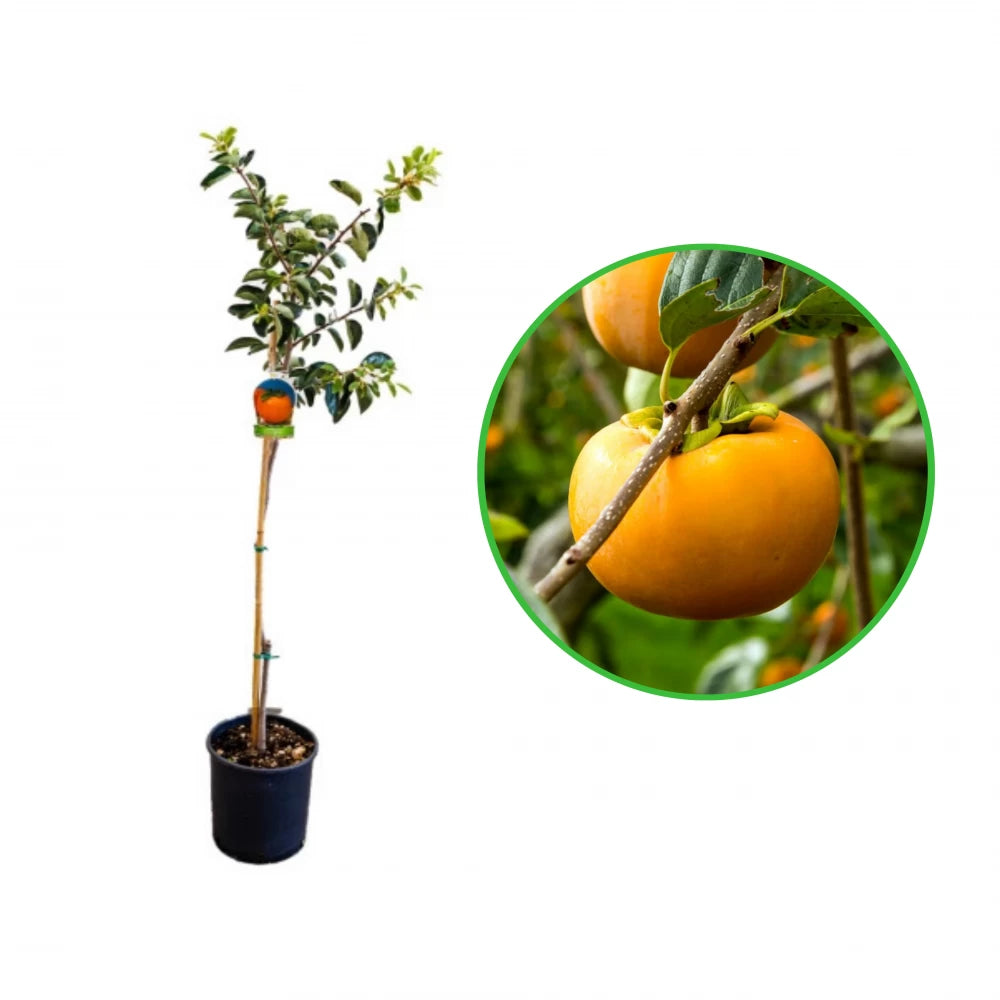 Kaki Tipo, Diospyros Kaki