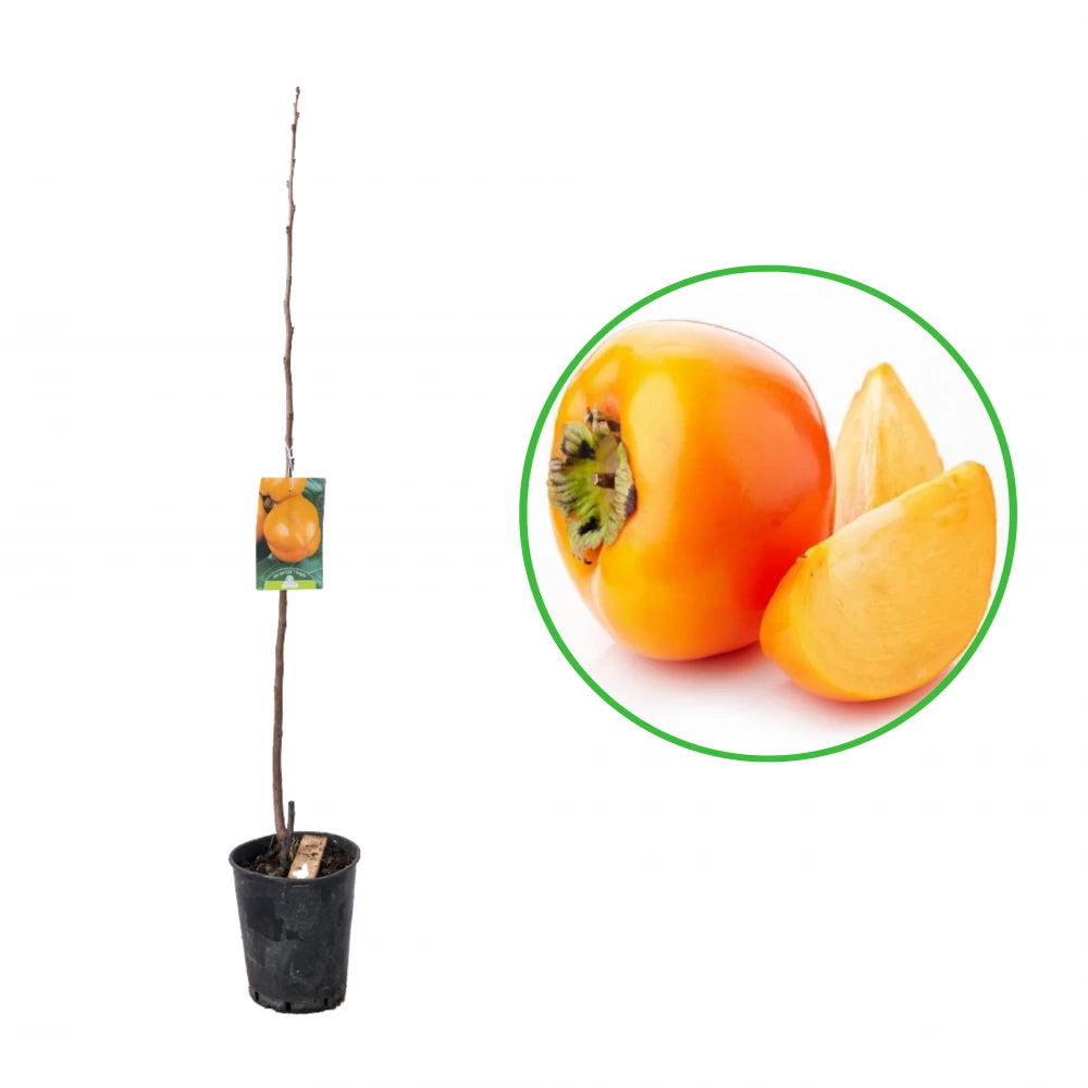 Kaki Vaniglia, Diospyros Kaki