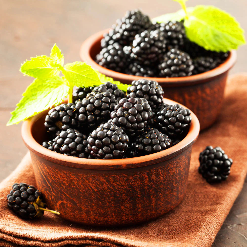 Mur Boysenberry, Rubus Fruticosus Boysenberry