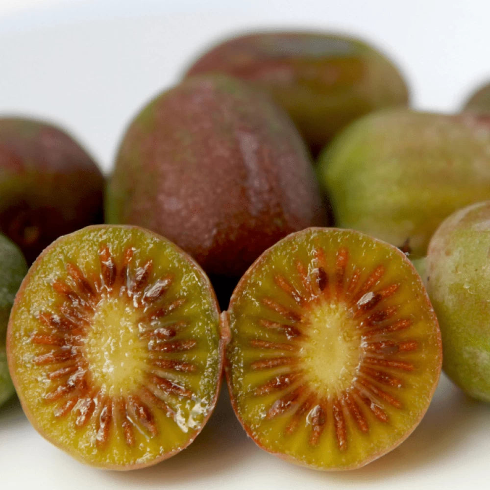 Kiwi Arguta Ananasnaya, Actinidia Chinensis, femela