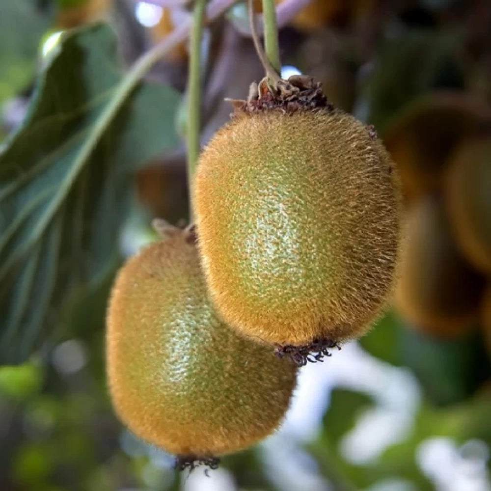 Kiwi Hayward, Actinidia Deliciosa, femela