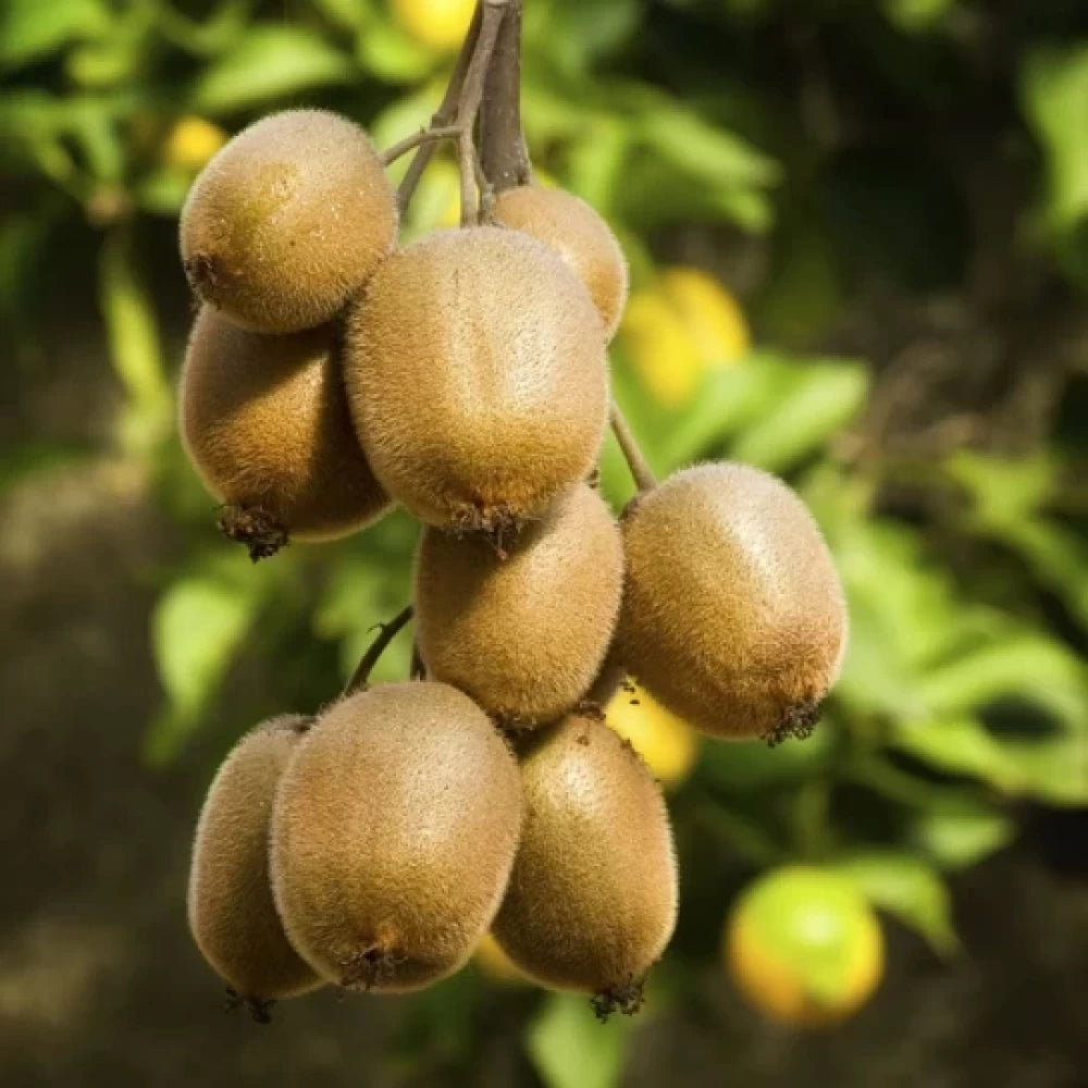 Kiwi Hayward, Actinidia Deliciosa, femela