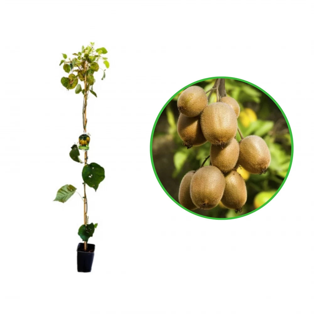 Kiwi Hayward, Actinidia Deliciosa, femela