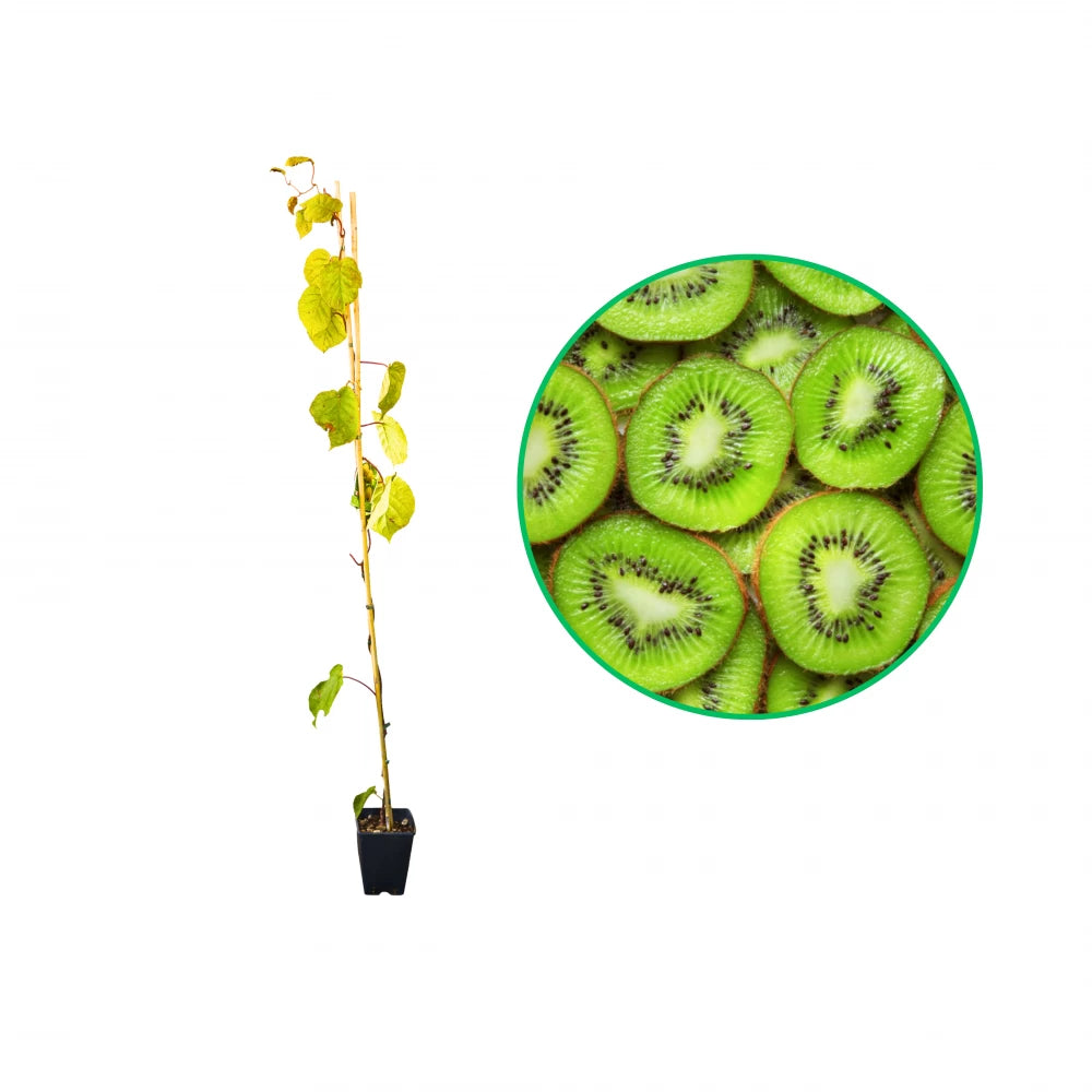 Kiwi Jenny, Actinidia Deliciosa, autofertil