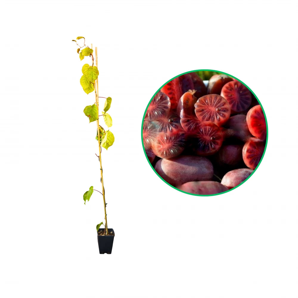 Kiwi rosu, Actinidia Chinensis Arguta Red