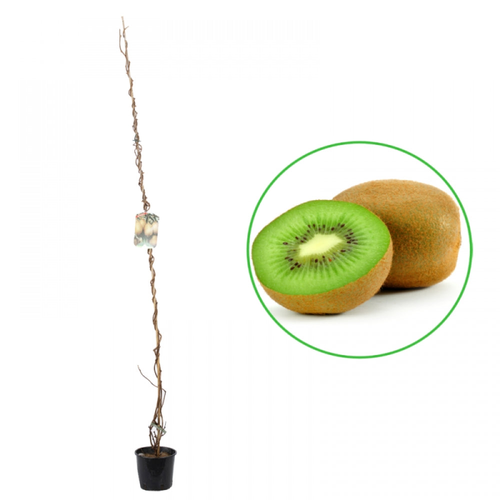 Kiwi, Actinidia Deliciosa, femela