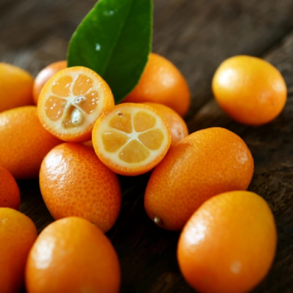 Kumquat, Citrus Japonica, autofertil