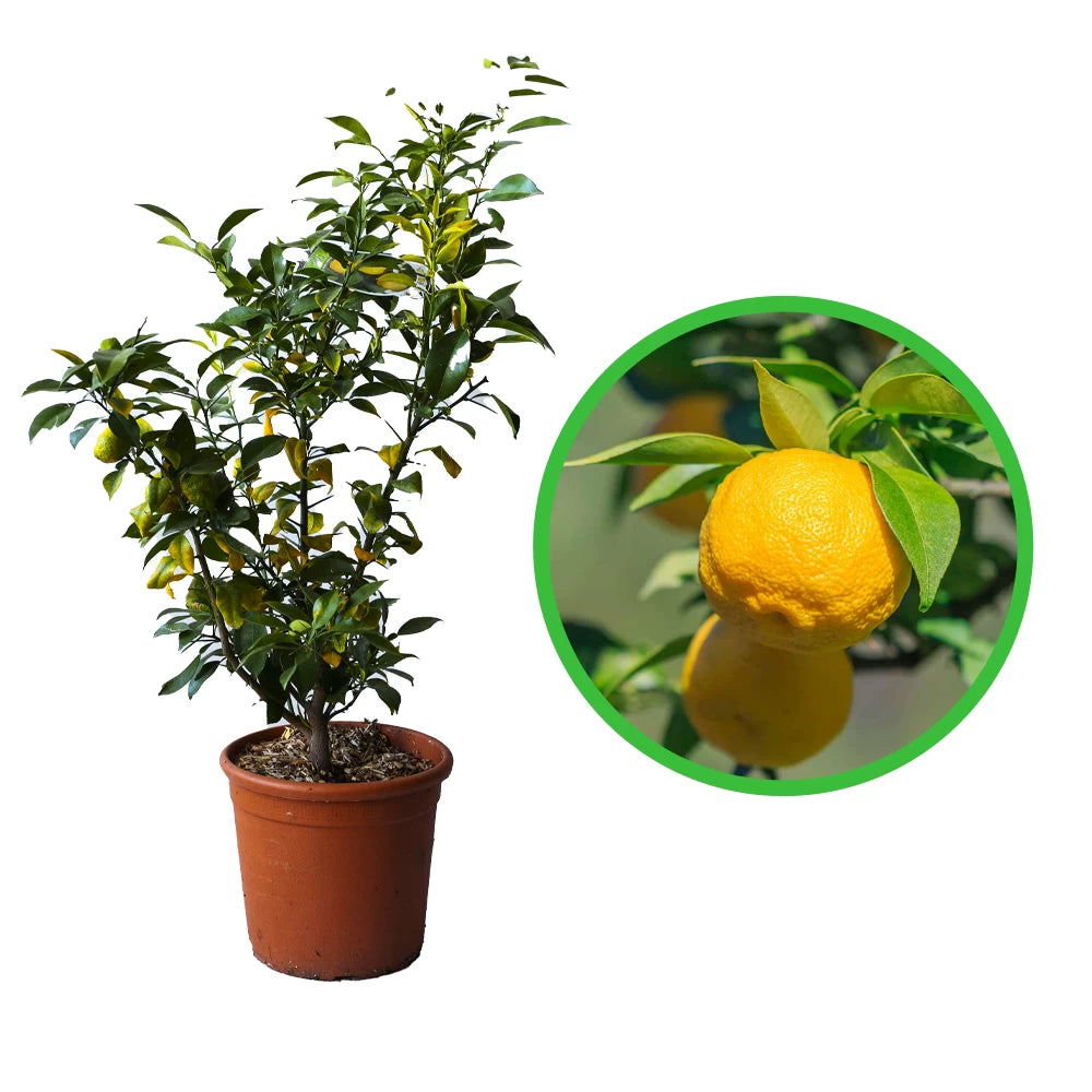 Lamai, Citrus Junos Yuzu