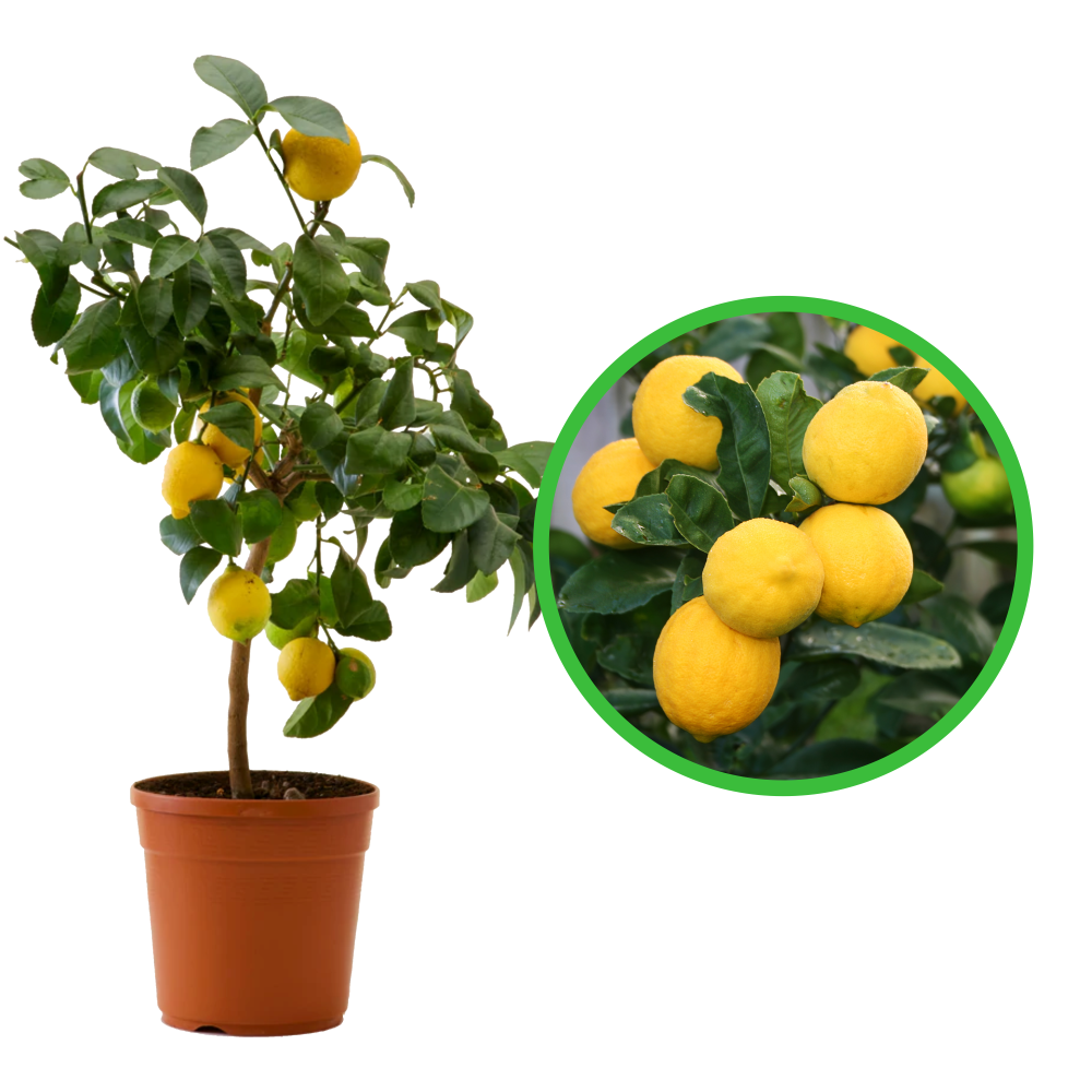 Lamai, Citrus Lemon
