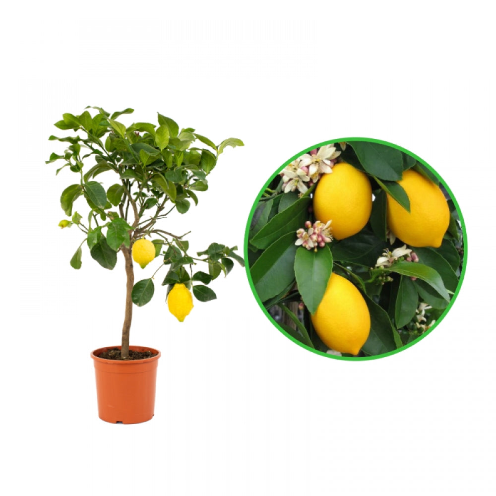 Lamai, Citrus Lemon