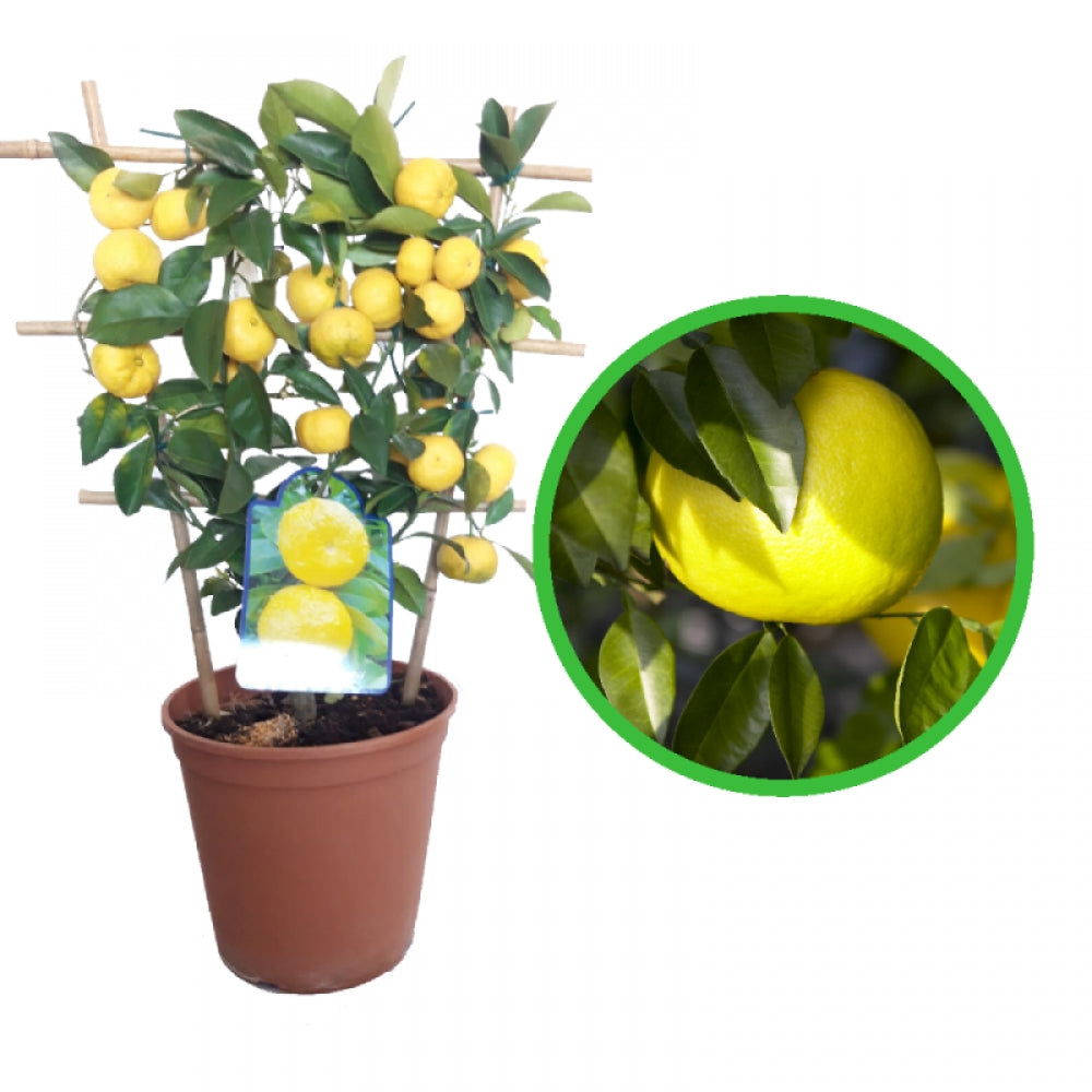 Lamai Pursha, Citrus Lemon