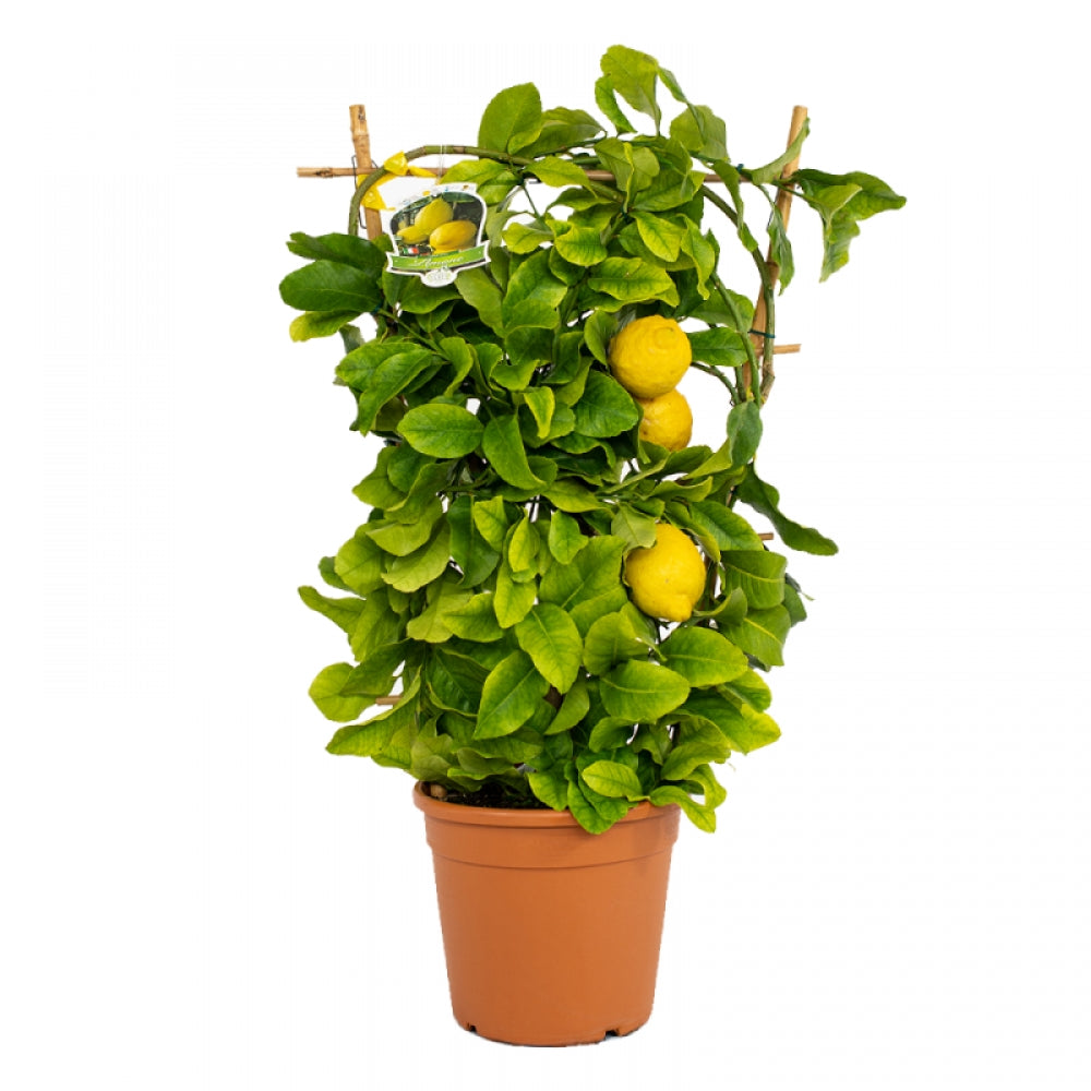 Lamai pe Spalier, Citrus Rosso