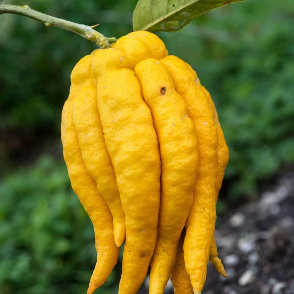 Lamai Mana lui Buddha, Citrus Medica Digitata Mano di Buddha
