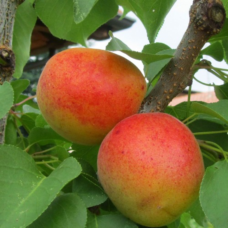 Cais Sungiant, Prunus Armeniaca