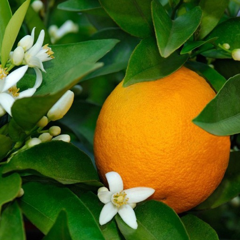Portocal Arancio, Citrus Sinensis, pe rod