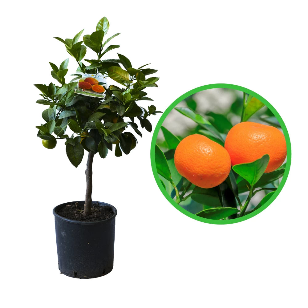 Mandarin, Citrus Unshiu Satsuma