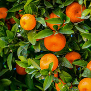 Mandarin, Citrus Unshiu Satsuma