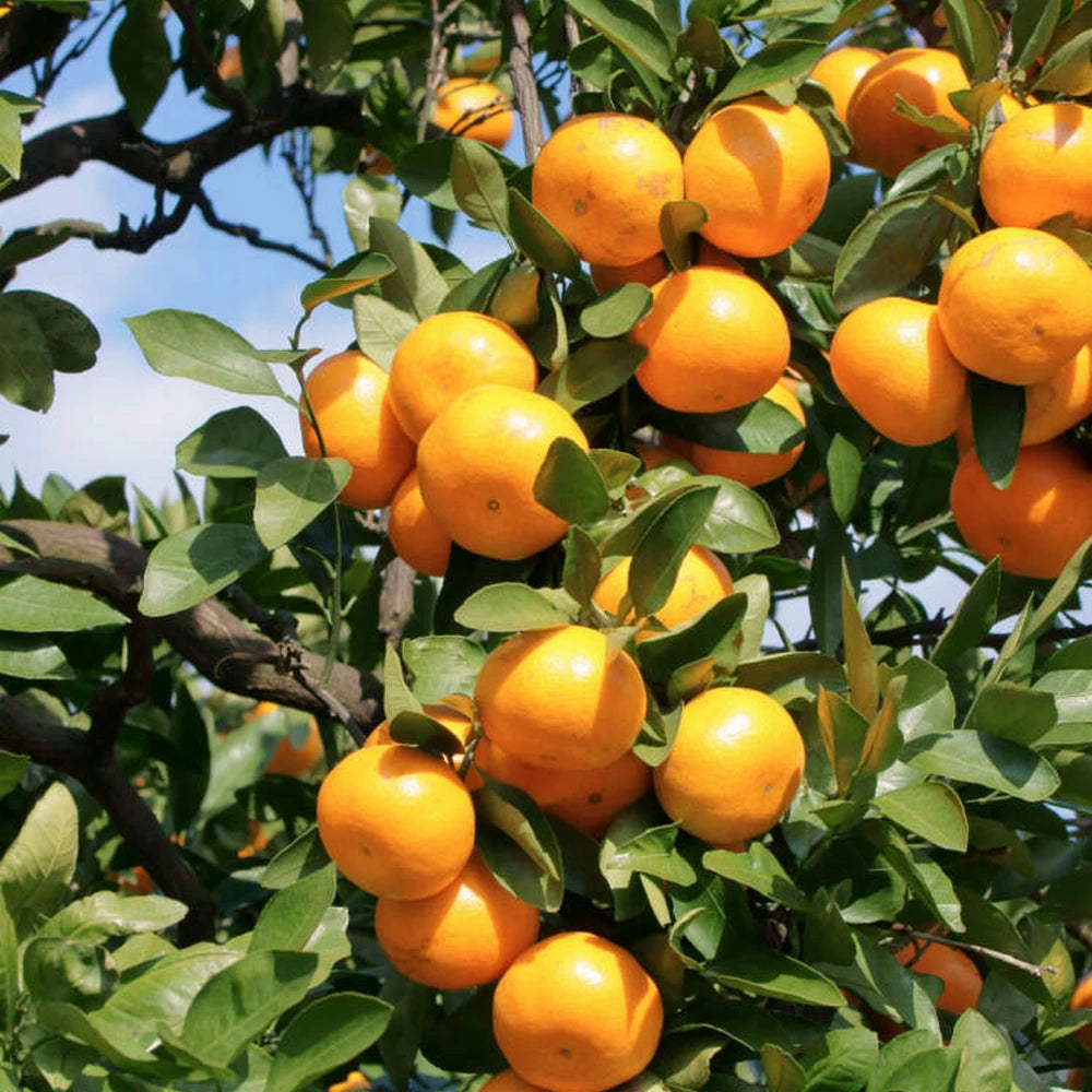 Mandarin, Citrus Unshiu Satsuma