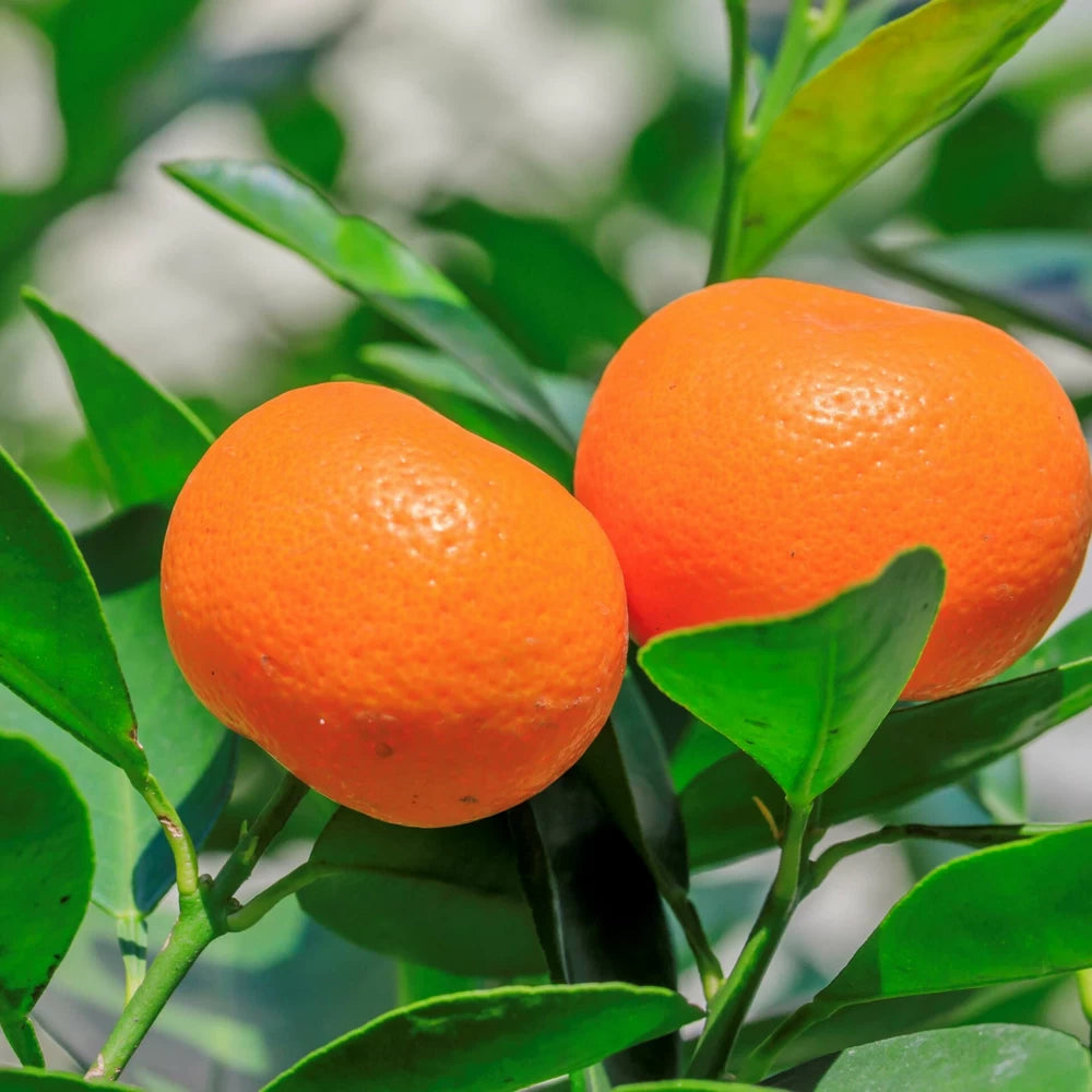 Mandarin, Citrus Unshiu Satsuma